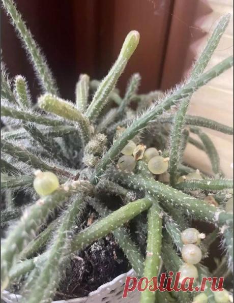 Паспорт растения: Рипсалис ягодоносный, или омеловый кактус (Rhipsalis baccifera)