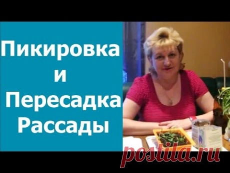 Пикировка и пересадка рассады. Отличия, особенности. Перец, помидоры, баклажаны