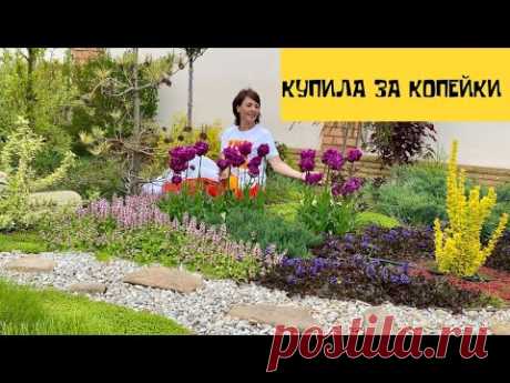 Копеечные растения, а выглядят на миллион! МНОГОЛЕТНИКИ