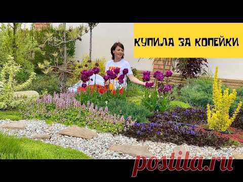 Копеечные растения, а выглядят на миллион! МНОГОЛЕТНИКИ