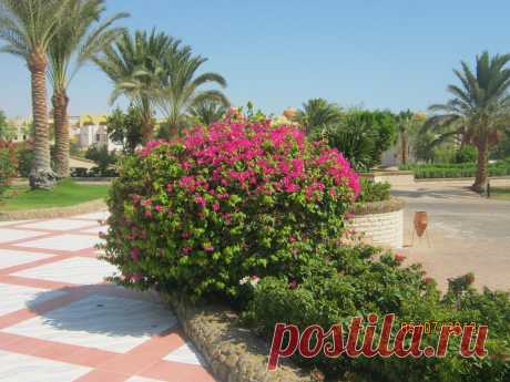 Египет. Хургада. &quot;Сонеста фараон&quot;.