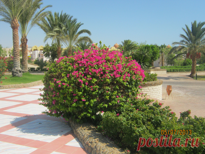 Египет. Хургада. "Сонеста фараон".