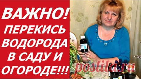 (8) Одноклассники