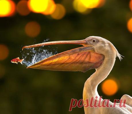 (43) Одноклассники