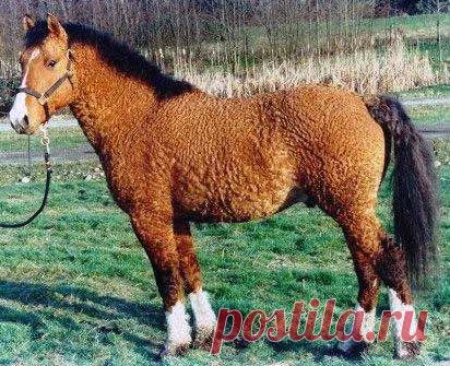 А ВЫ ВИДЕЛИ ТАКИХ ?
Американские кудрявые лошади (Curly Horses)