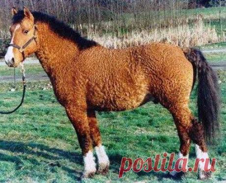 А ВЫ ВИДЕЛИ ТАКИХ ?
Американские кудрявые лошади (Curly Horses)