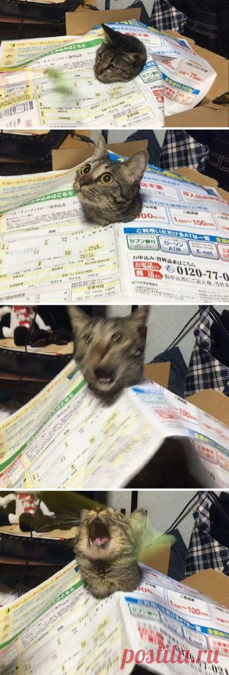 Смешные коты, заслуживающие Оскар за лучшую драматическую роль! | Ололо - смешные картинки и веселые истории