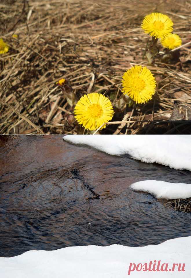 Листаем народный календарь: конец марта - начало апреля.Время быстро летит, вот уже и апрель на пороге. Месяц этот известен своей непредсказуемостью и переменчивостью. Говорили, что он «зиму с летом сплетает», оттого и погода апреля может меняться, да порой и не один раз за день. Но весна уже вступила в свои права, и земледелец начинает новый сезон. Подсказки природы помогают ему не ошибиться, выбирая сроки сезонных работ.