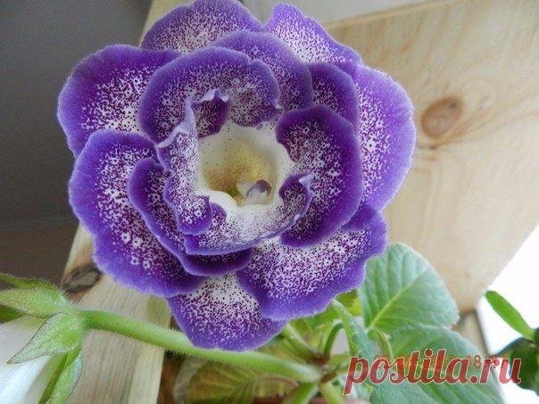 Как разбудить клубень глоксинии