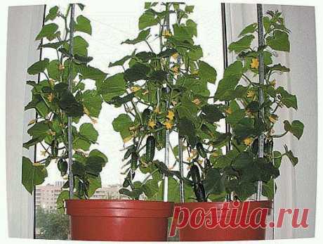 Эффективное выращивание огурцов на балконе | Секреты и советы дачникам, огородникам и садоводам. Дачные идеи и опыт садоводов.