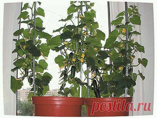 Эффективное выращивание огурцов на балконе | Секреты и советы дачникам, огородникам и садоводам. Дачные идеи и опыт садоводов.