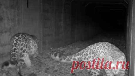 Свидание редких дальневосточных леопардов впервые попало на видео. В Приморье фотоловушка засняла встречу двух леопардов в водопропускной конструкции под автотрассой. Кадрами поделился национальный парк &quot;Земля леопарда&quot; на своей странице во &quot;ВКонтакте&quot;. &quot;По своей природе леопарды ...