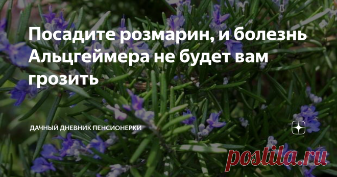 Посадите розмарин, и болезнь Альцгеймера не будет вам грозить Чем так полезен розмарин, и причем тут болезнь Альцгеймера.