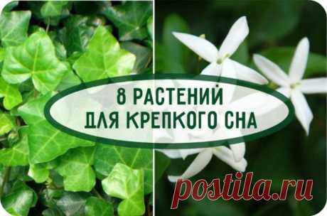 Растения, которые сделают сон крепким / Все для женщины