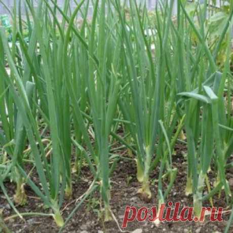 Подготовка почвы для выращивания лука — 6 соток