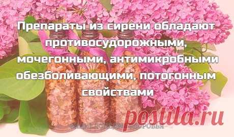 Лечение сиренью... Препараты из сирени обладают противосудорожными, мочегонными, антимикробными, обезболивающими, потогонным свойствами, благодаря тому, что в составе как цветов так и других частей сирени (корней, листьев, коре) есть горькое вещество-сирингин...