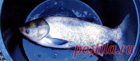 Засолка рыбы в домашних условиях: пошаговые рецепты соления (фото и видео)