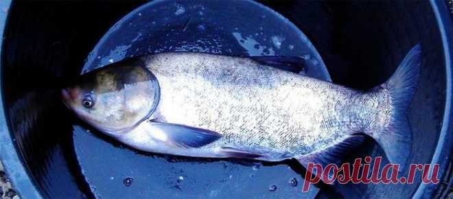 Засолка рыбы в домашних условиях: пошаговые рецепты соления (фото и видео)