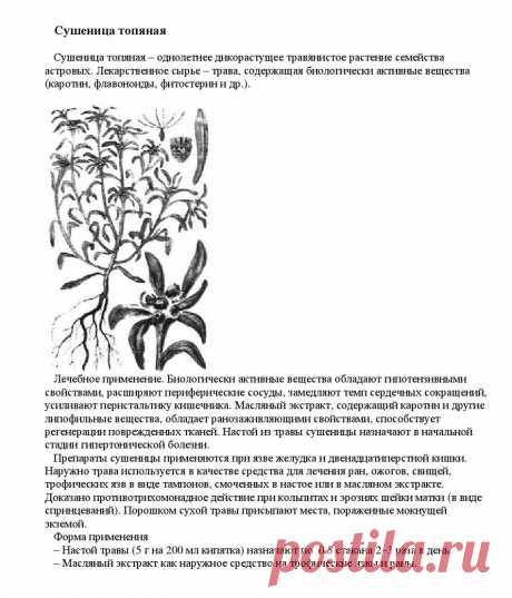 Сушеница топяная.
«Уникальные лечебные свойства сорняков»  Корсун В.Ф., Викторов В.К