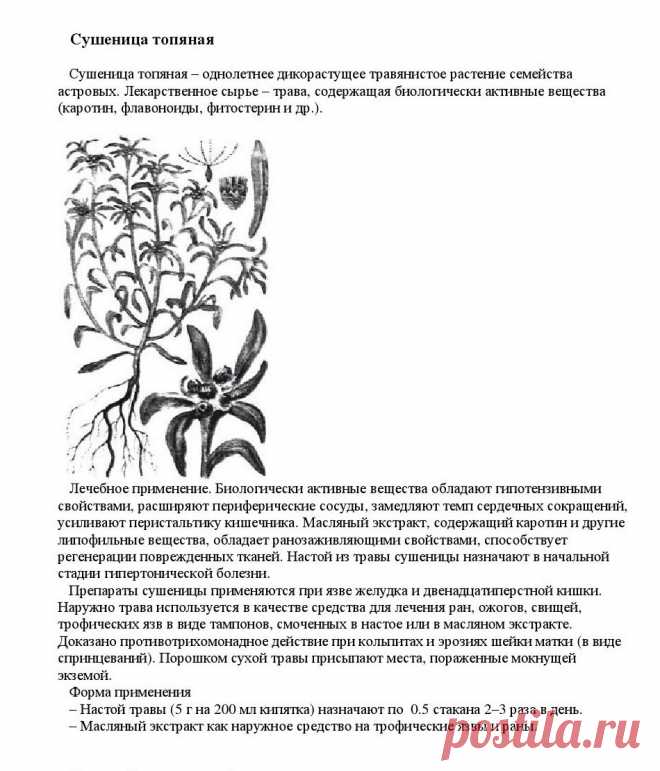 Сушеница топяная.
«Уникальные лечебные свойства сорняков»  Корсун В.Ф., Викторов В.К