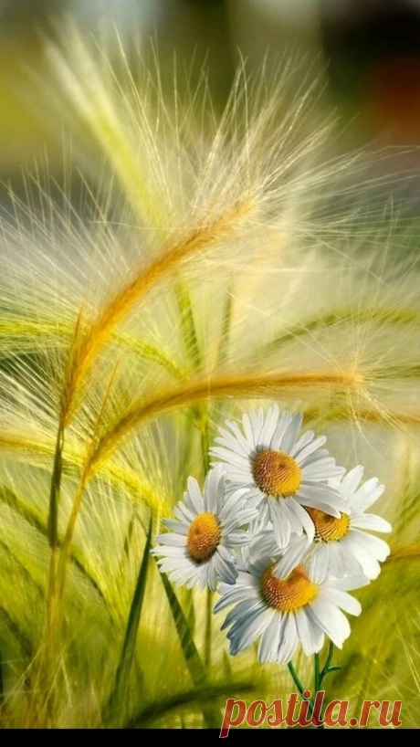 طلال العصيمي - Google+