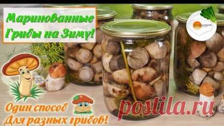 Маринованные Грибы на Зиму — Универсальный Рецепт (Pickled Mushrooms for the Winter) | Секреты Домоводства | Дзен