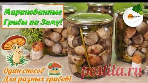 Маринованные Грибы на Зиму — Универсальный Рецепт (Pickled Mushrooms for the Winter) | Секреты Домоводства | Дзен