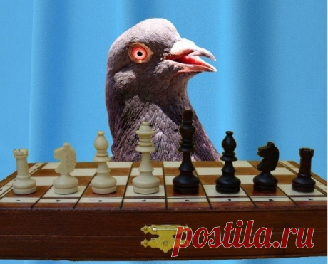 Пижон (рассказ)