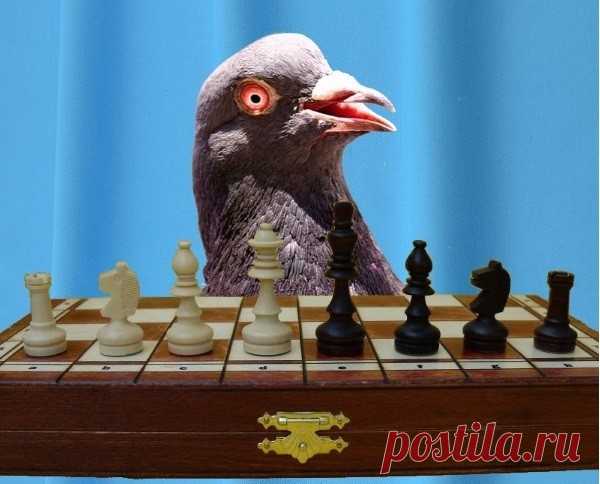 Пижон (рассказ)
