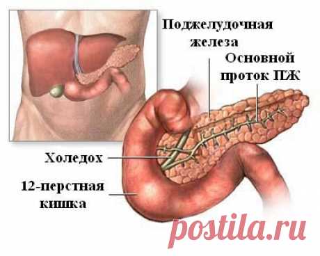 Безопасное очищения и восстановление функции поджелудочной железы - Очищение организма от шлаков и паразитов в домашних условиях. 	
Когда поджелудочная железа засорена, в ней поселяется паразит трематода и свиоми отходами (яды) парализует работу поджелудочной железы