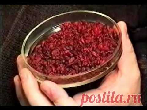 БАРБАРИС — ПОЛЕЗНЫЕ СВОЙСТВА НА СЛУЖБЕ ЗДОРОВЬЯ | Самоцветик