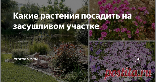 Какие растения посадить на засушливом участке Когда доступ к воде затруднен или дача находится далеко за городом, посещать ее есть возможность лишь раз в 1-2 недели, приходится задуматься над тем, какие выносливые растения можно посадить на участке.