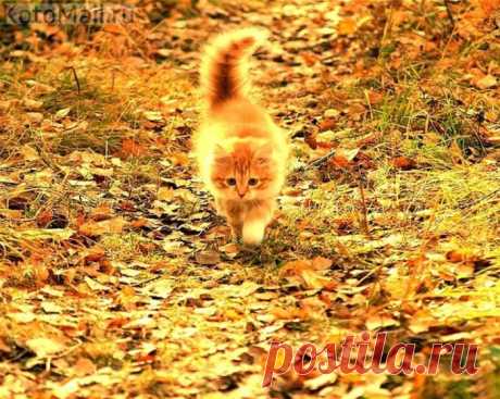 Я с осенью одной масти)