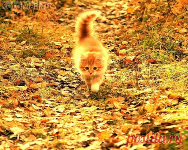 Я с осенью одной масти)