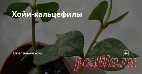 Хойи-кальцефилы Статья автора «влюблённая в ХОЙИ» в Дзене ✍: Вот уж не подумала бы! Хойи - тропические лианы, преимущественно эпифиты, растущие на органических остатках.