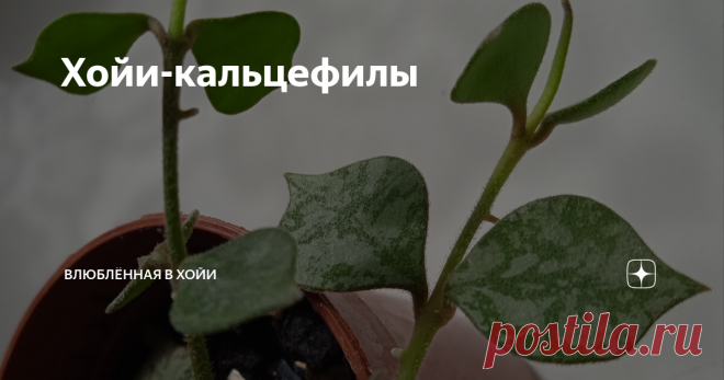 Хойи-кальцефилы Статья автора «влюблённая в ХОЙИ» в Дзене ✍: Вот уж не подумала бы! Хойи - тропические лианы, преимущественно эпифиты, растущие на органических остатках.