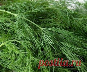 Мята, укроп и сельдерей — чем опасны дары природы?.. - health info