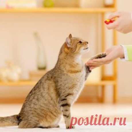 Как правильно дрессировать кота: основные правила и способы обучения основным командам и трюкам