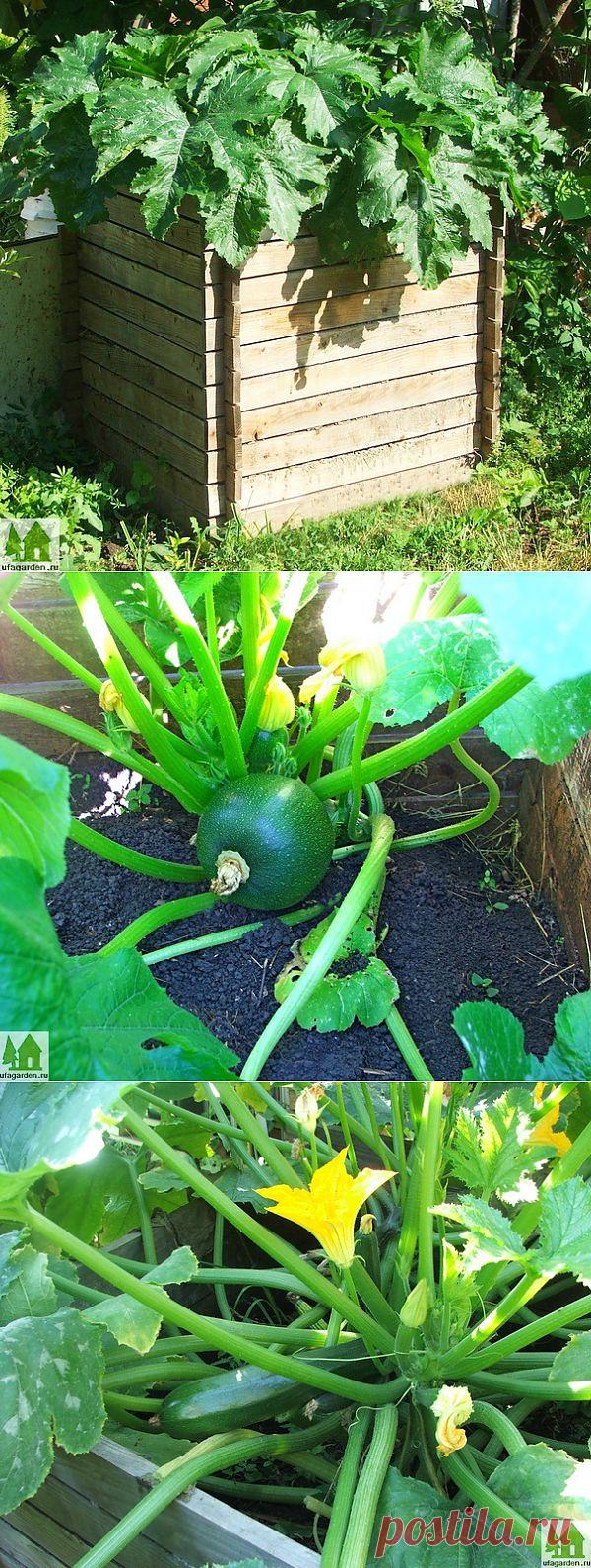 Выращивание кабачков | Дачная жизнь - сад, огород, дача