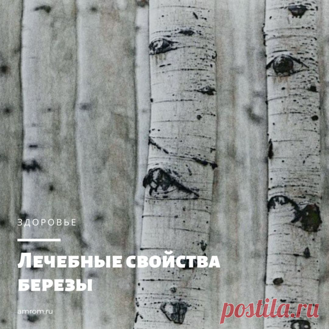 Лечебные свойства березы. Береза — самое распространенное дерево России. Ее разные виды можно встретить за Полярным кругом и в пред­горьях Кавказа, на Сахалине и в Калининградской области.