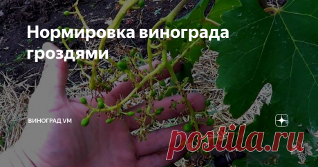 Нормировка винограда гроздями Сегодня я хочу обратить Ваше внимание на очень важный вид работ на винограднике, а именно на нормировку винограда соцветиями.
На данный момент у меня на винограднике уже отцвели практически все сорта и гибридные формы винограда.
Ниже на фото Вы можете видеть нижнее соцветие (гроздь) винограда, оно практически всё высыпалось и на нём завязалось всего несколько ягод.