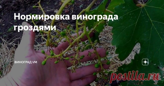 Нормировка винограда гроздями Сегодня я хочу обратить Ваше внимание на очень важный вид работ на винограднике, а именно на нормировку винограда соцветиями.
На данный момент у меня на винограднике уже отцвели практически все сорта и гибридные формы винограда.
Ниже на фото Вы можете видеть нижнее соцветие (гроздь) винограда, оно практически всё высыпалось и на нём завязалось всего несколько ягод.