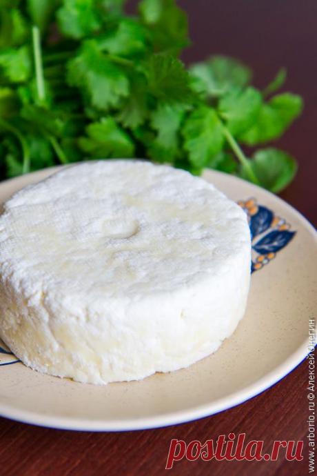 Свежий панир за 30 минут | Кулинарные заметки Алексея Онегина