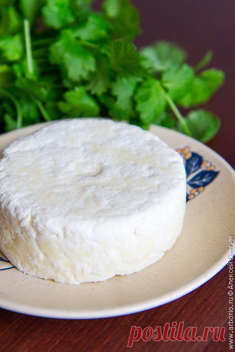 Свежий панир за 30 минут | Кулинарные заметки Алексея Онегина