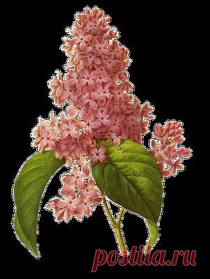 Новое на сайте Золотые Руки. Выпуск 134 | Золотые Руки