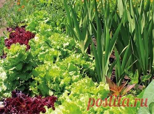 СОСЕДИ НА ГРЯДКЕ