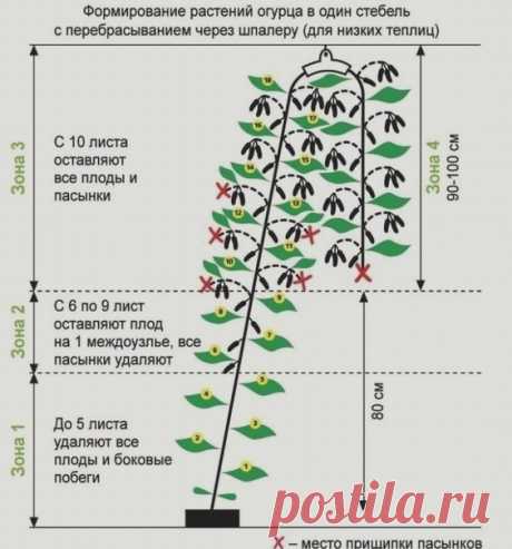 ПРОЦECС ФОРМИРOВАНИЯ ОГУРЦОВ НАГЛЯДНО И ПО ПОЛОЧКАМ.