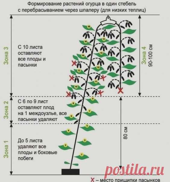 ПРОЦECС ФОРМИРOВАНИЯ ОГУРЦОВ НАГЛЯДНО И ПО ПОЛОЧКАМ.
