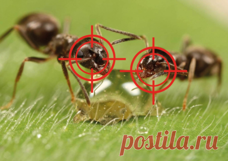 Выгнала муравьев с огорода за два часа!