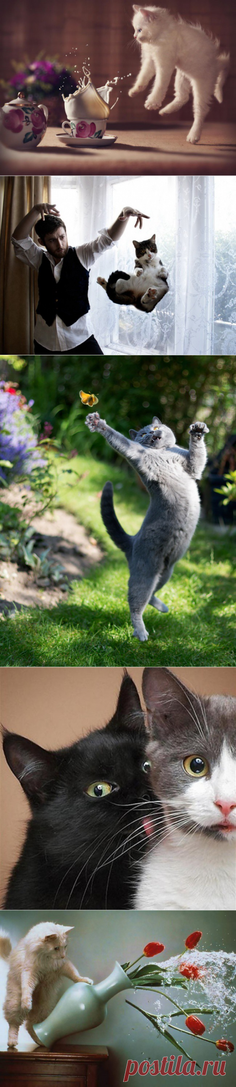 Фотографии котов, сделанных в самый нужный момент. ; ]